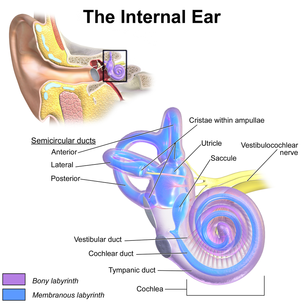 Image of inner ear.